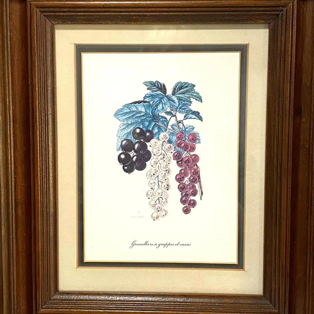 Botanical Lithograph Print Framed in Shadowbox Deep Walnut Solid Wood Frame